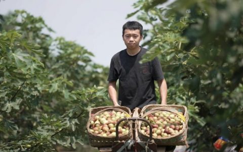 在拼多多卖火无花果后，他活成了“别人家的孩子”